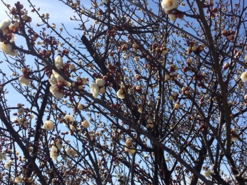 写真 2015-02-24 0 20 21