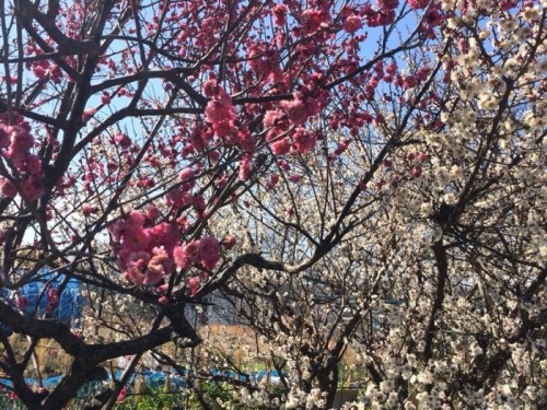 写真 2015-02-24 0 17 44