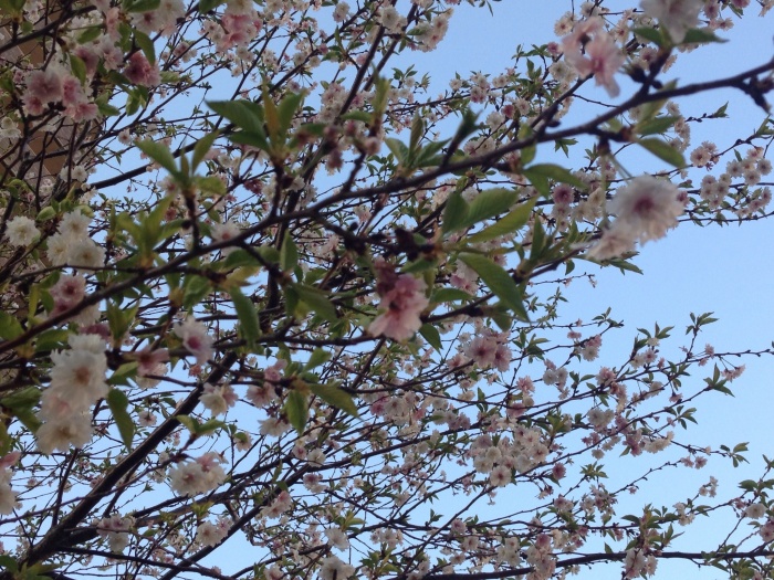 写真 2015-03-26 17 24 13