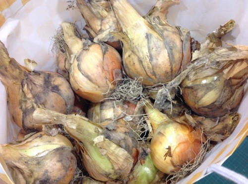 写真 2015-06-19 13 39 35