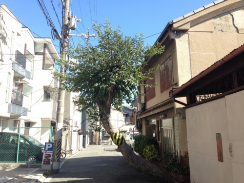 写真 2015-10-26 13 07 37