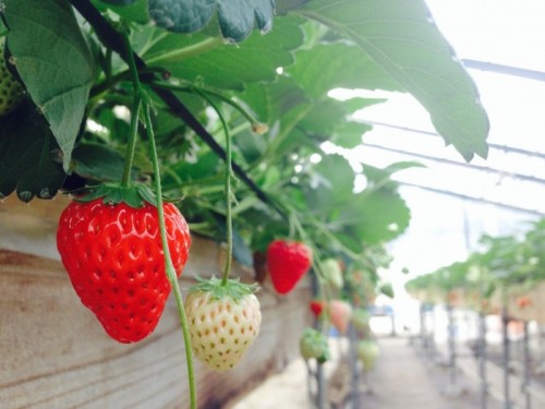 写真 2016-01-11 10 48 27